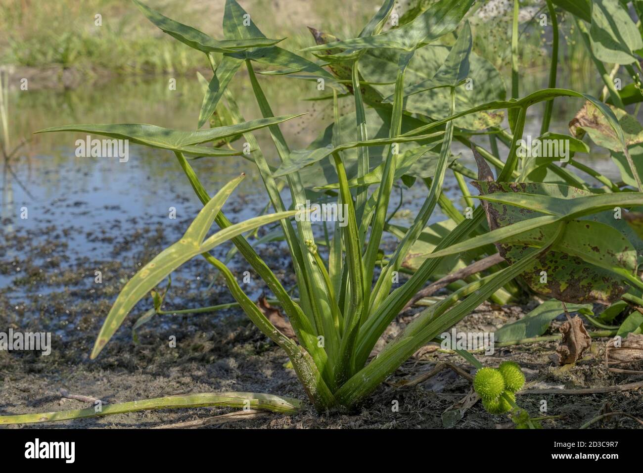 aquatic plant Arrowhead, arrowhead, duck potato, katniss or Omodaka (Sagittaria) Stock Photo