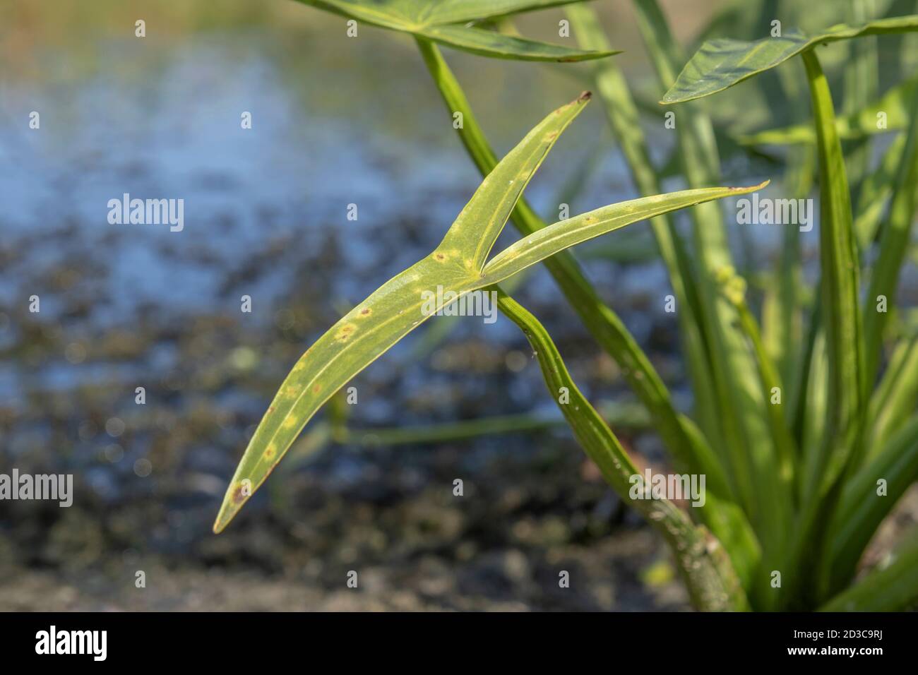 aquatic plant Arrowhead, arrowhead, duck potato, katniss or Omodaka (Sagittaria) Stock Photo