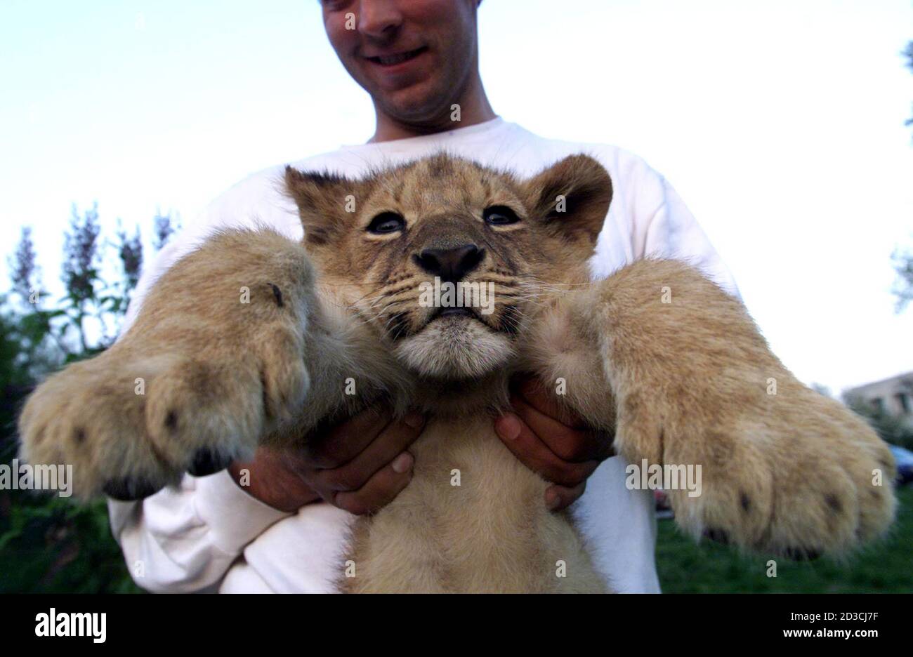 Lion cub Sheeba is carried to her transport box at Bucharest's main animal clinic April 2, 2002 as one of four lion cubs who will be sent to a South African reservation Lion cub Sheeba is carried to her transport box at Bucharest's main animal clinic April 2, 2002 as one of four lion cubs who will be sent to a South African reservation