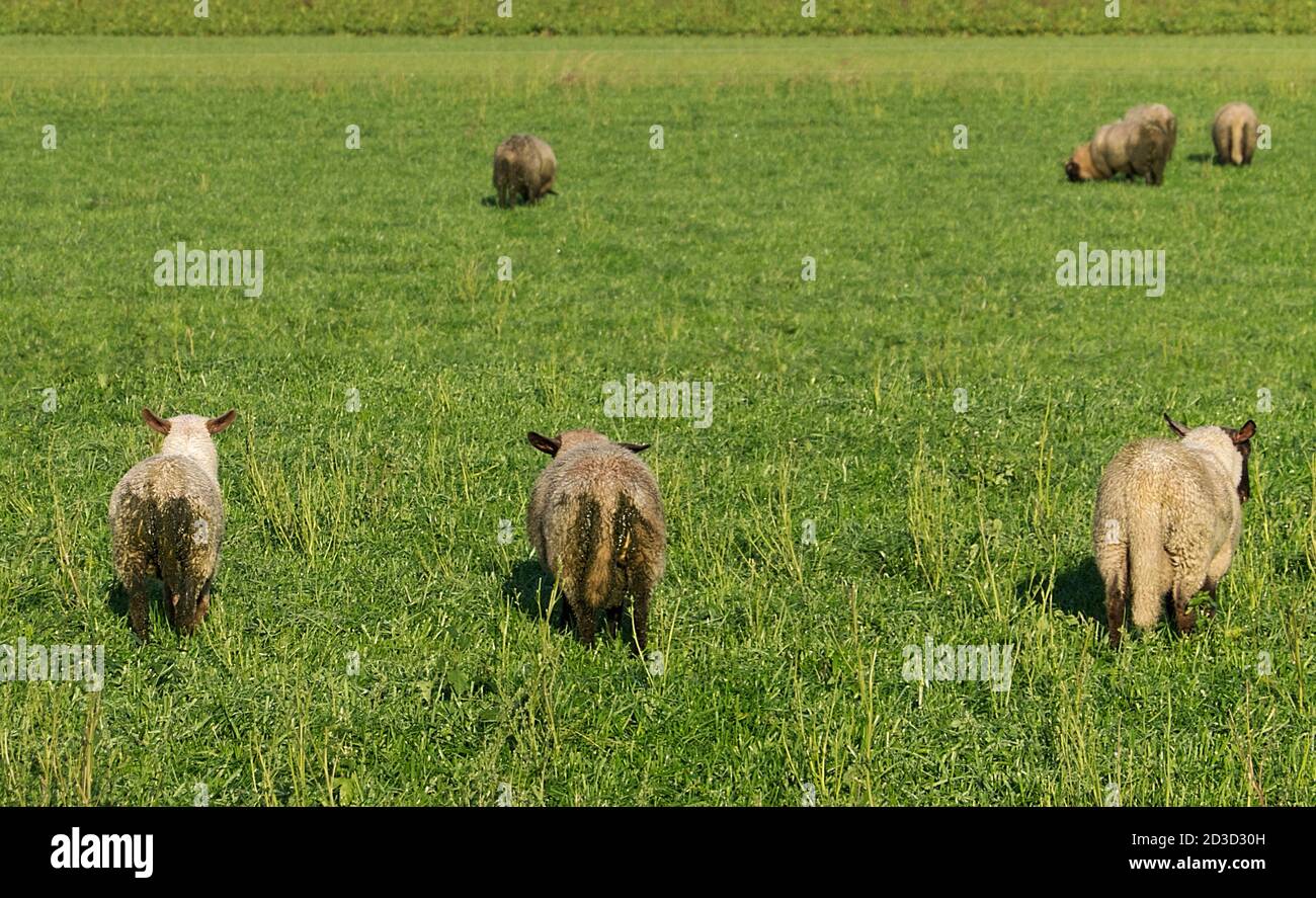 Sheep with diarrhoea in a meadow Stock Photo