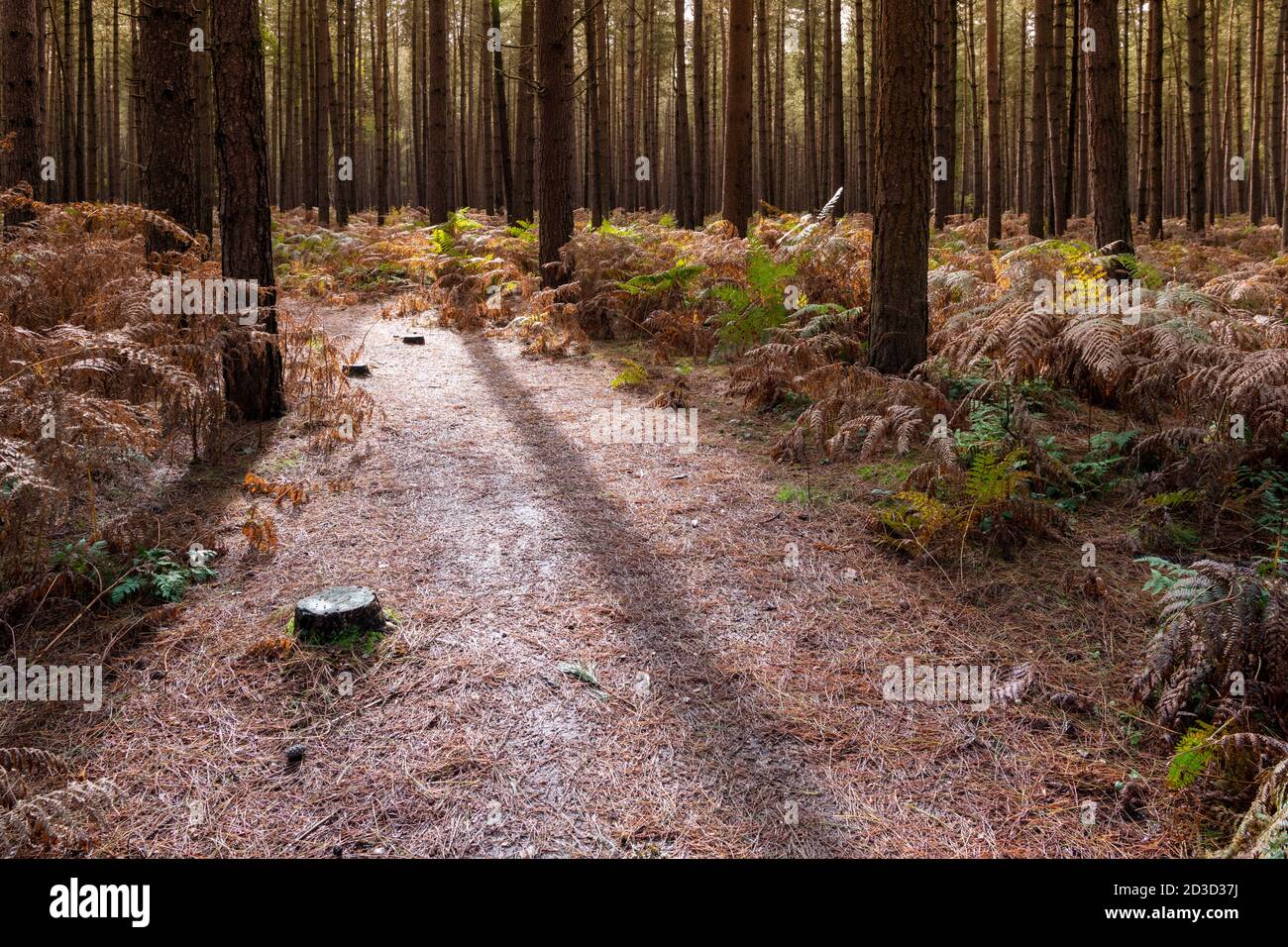 Fir and pine trees in Thetford Forest Norfolk UK in early autumn. Stock Photo