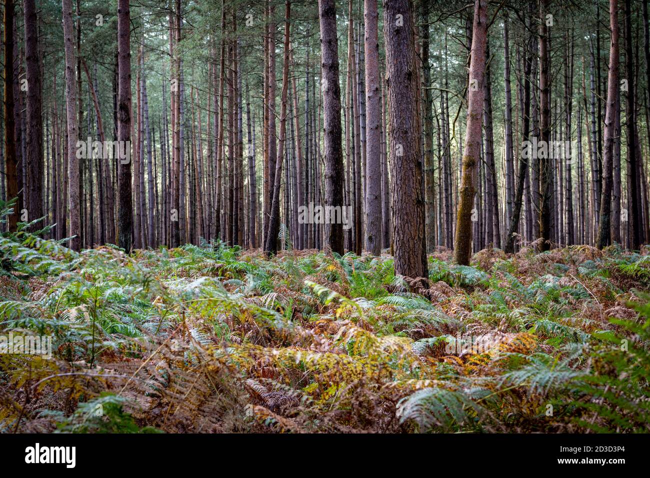 Fir and pine trees in Thetford Forest Norfolk UK in early autumn. Stock Photo