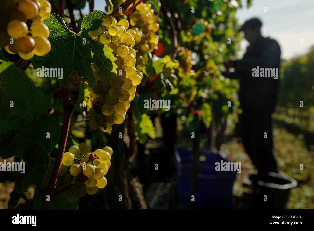 Grape harvest hires stock photography and images Alamy