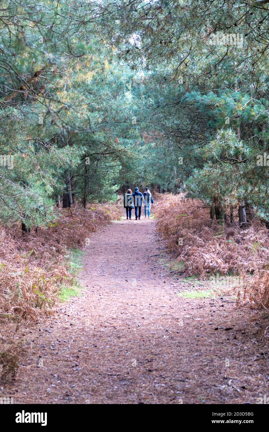 Three people walking on a trail or path in Thetford Forest Norfolk UK in autumn Stock Photo