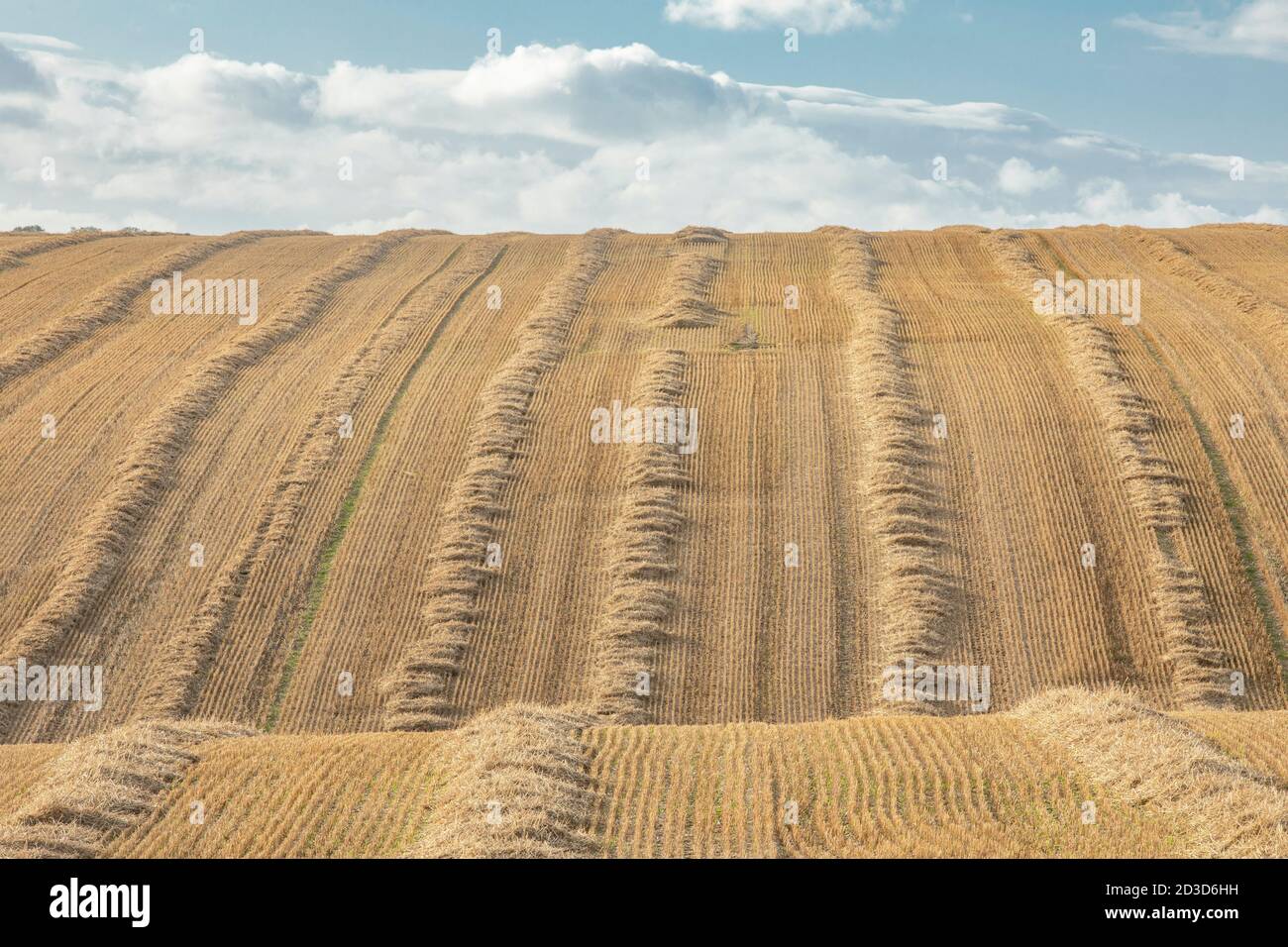 Crop/straw field after harvesting at East Heslerton near Malton, North Yorkshire in summer (September 2020) Stock Photo