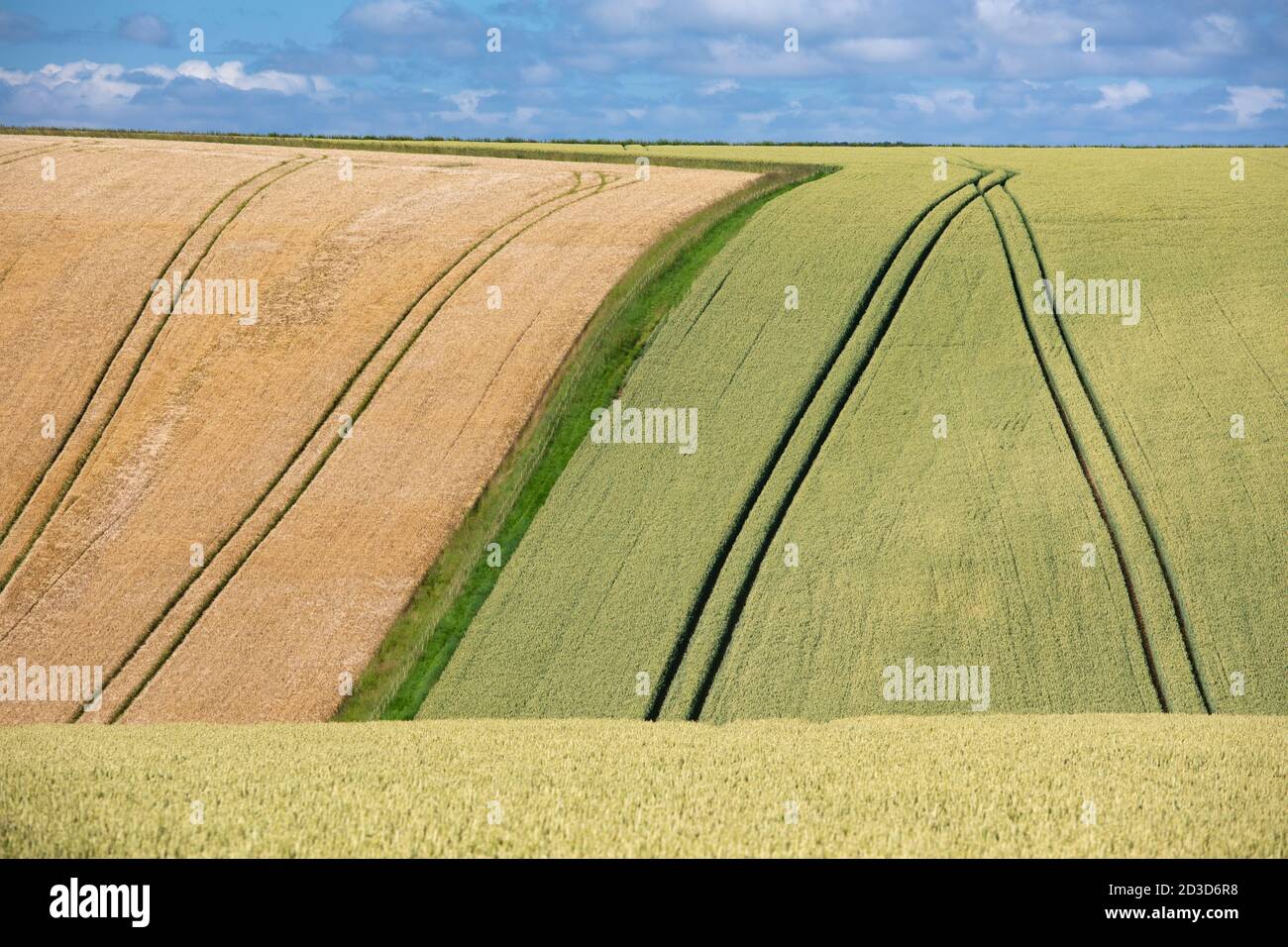 Crop fields at East Heslerton near Malton, North Yorkshire, Yorkshire Wolds in summer (July 2020) Stock Photo