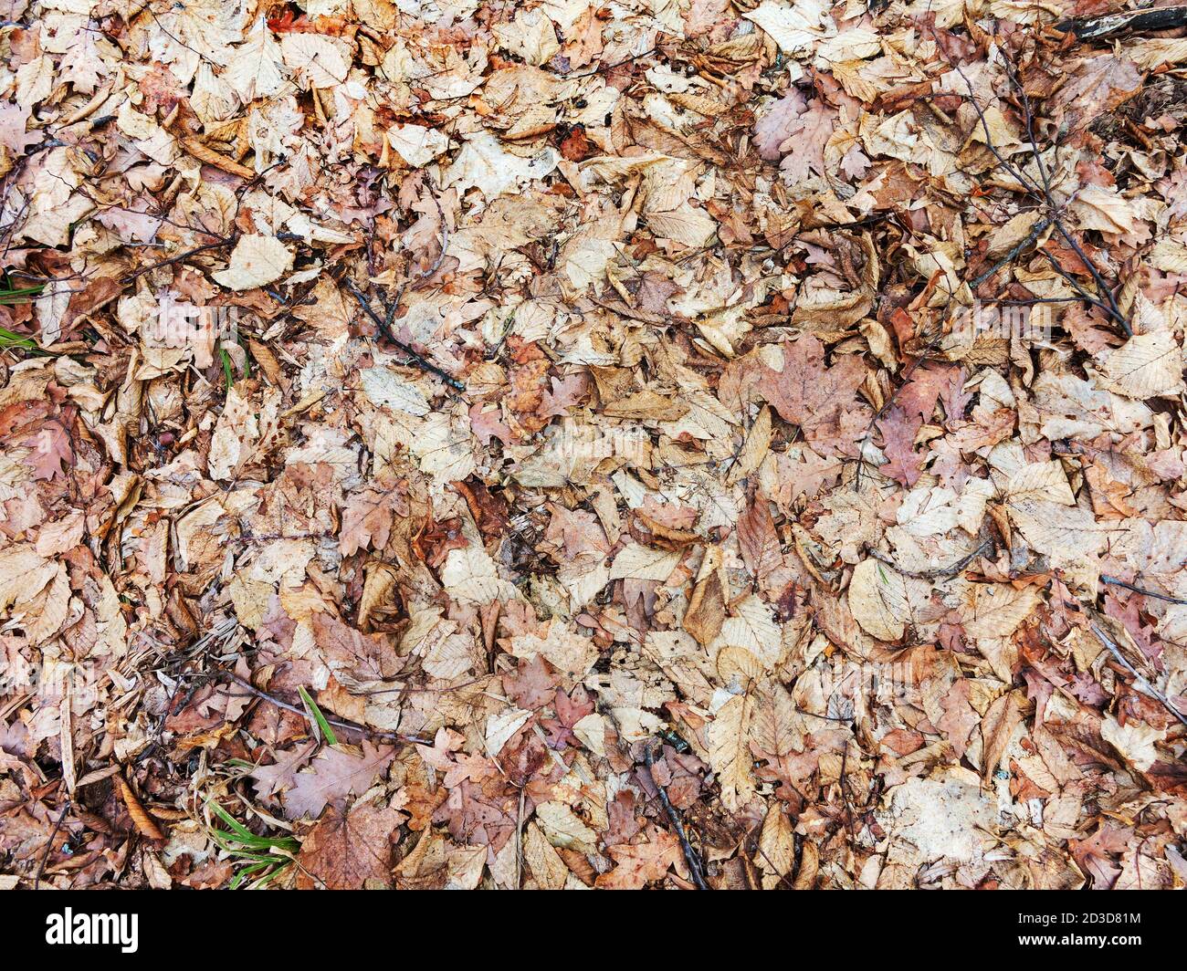 Dry Beech Leaves High Resolution Stock Photography and Images - Alamy