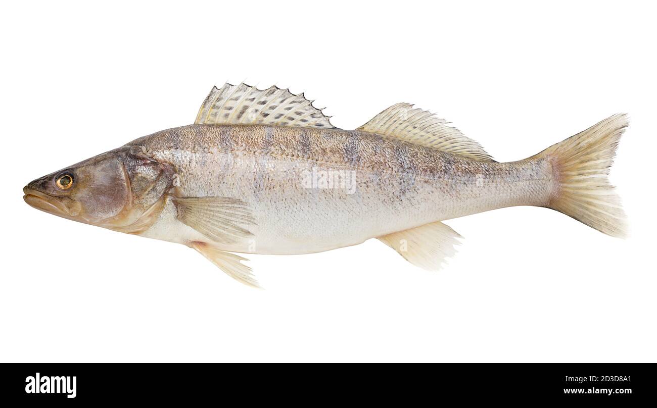 zander, fish raw, clipping path, isolated on white background, full depth of field Stock Photo