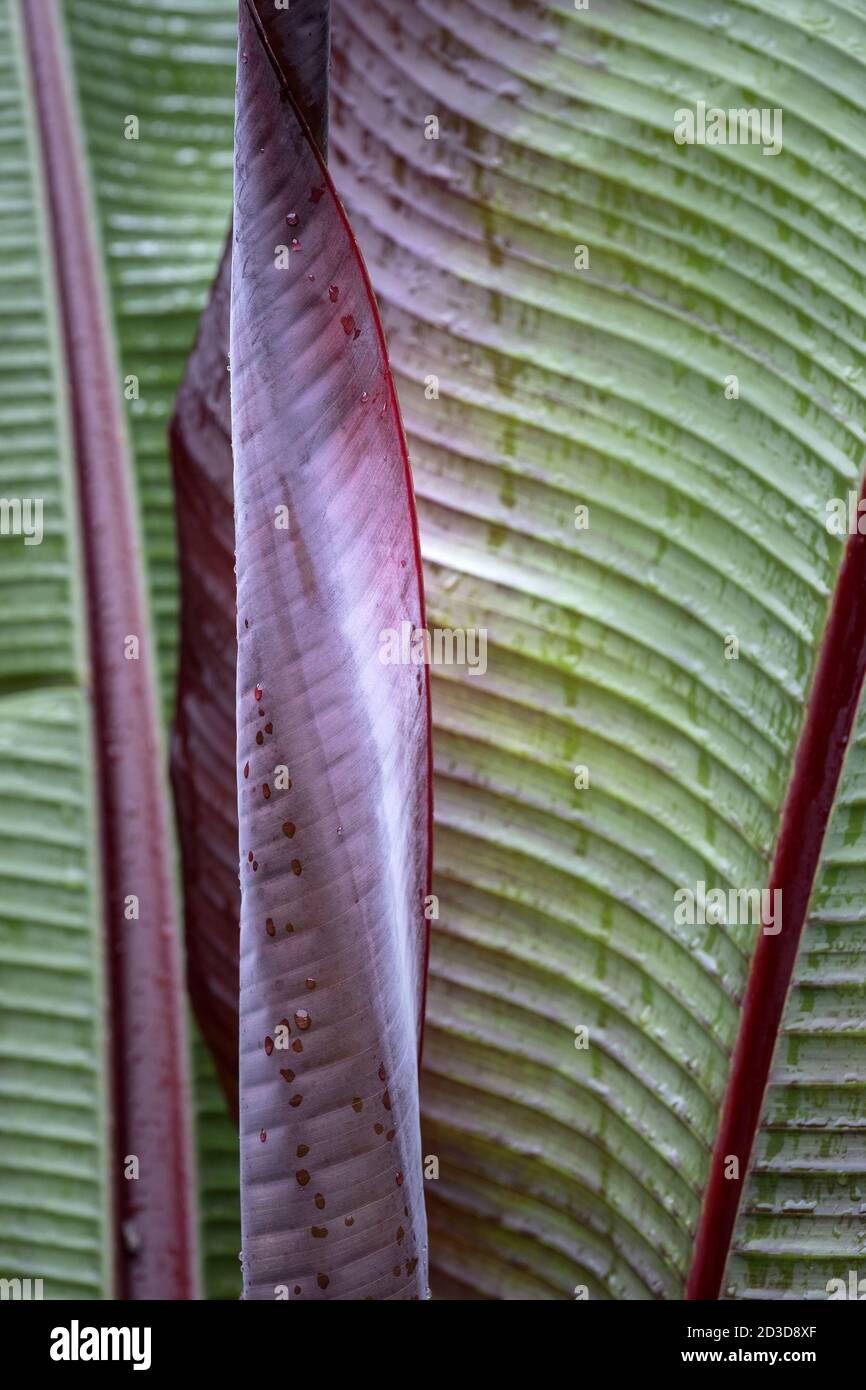 The edge of a leaf of a Musa Red Abyssinian Banana Ensete ventricosum Maurelli. Stock Photo