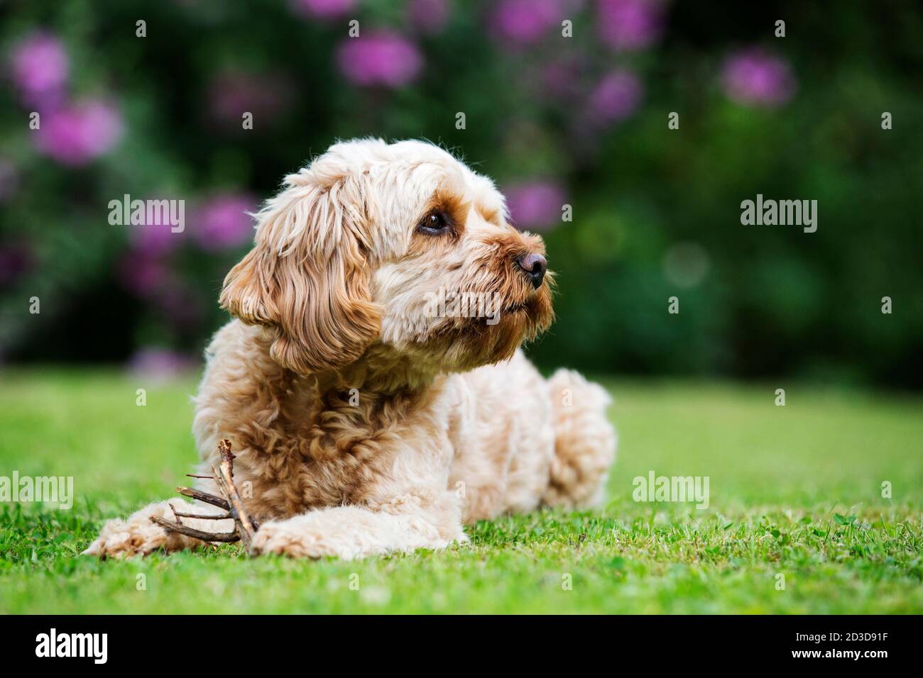 Portrait of a fawn coated young Cavapoo lying on a lawn Stock Photo - Alamy