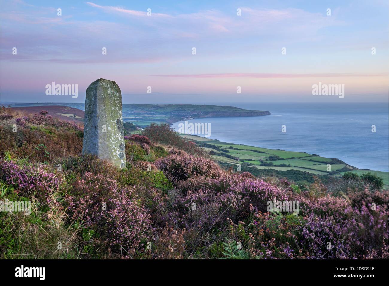Waymarker stone and colourful Heather with views to Robin Hoods Bay, above the Cleveland Way footpath Stoupe Brow Brow Moor Ravenscar North Yorkshire Stock Photo