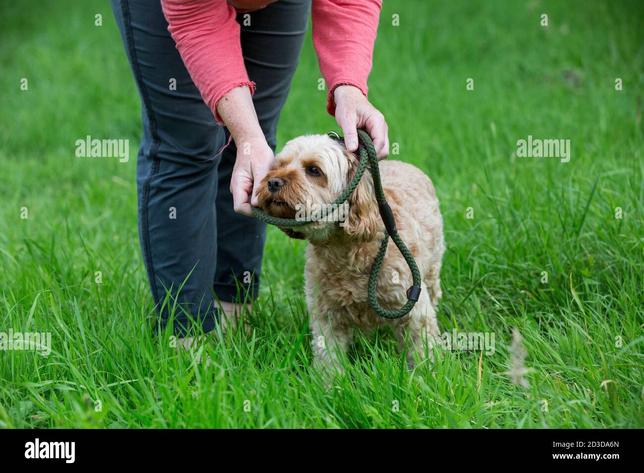 Woman walking brown fluffy hi-res stock photography and images - Alamy