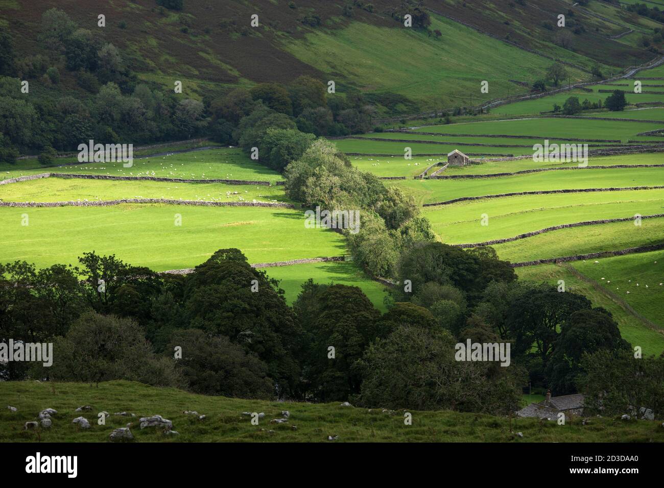 View over dry stone walls and the valley of Littondale from near Nether Hesleden, Halton Gill, North Yorkshire (Yorkshire Dales National Park. Summer Stock Photo