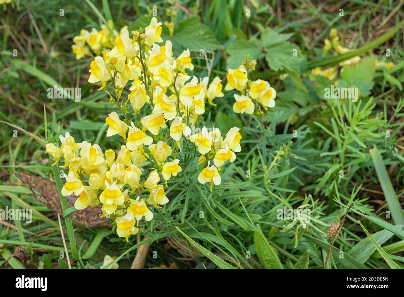 Yellow meadow flowers Stock Photo