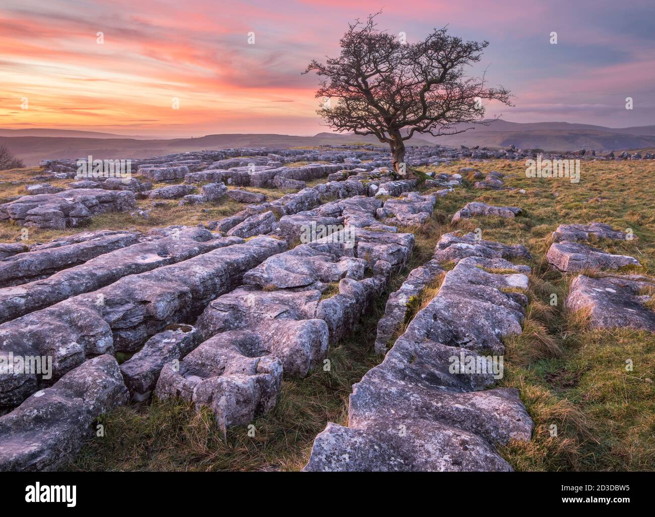 Hawthorn tree and Limestone pavement with views to Ingleborough Hill from Winskill Stones Nature Reserve above the village of Langcliffe near Settle, Stock Photo