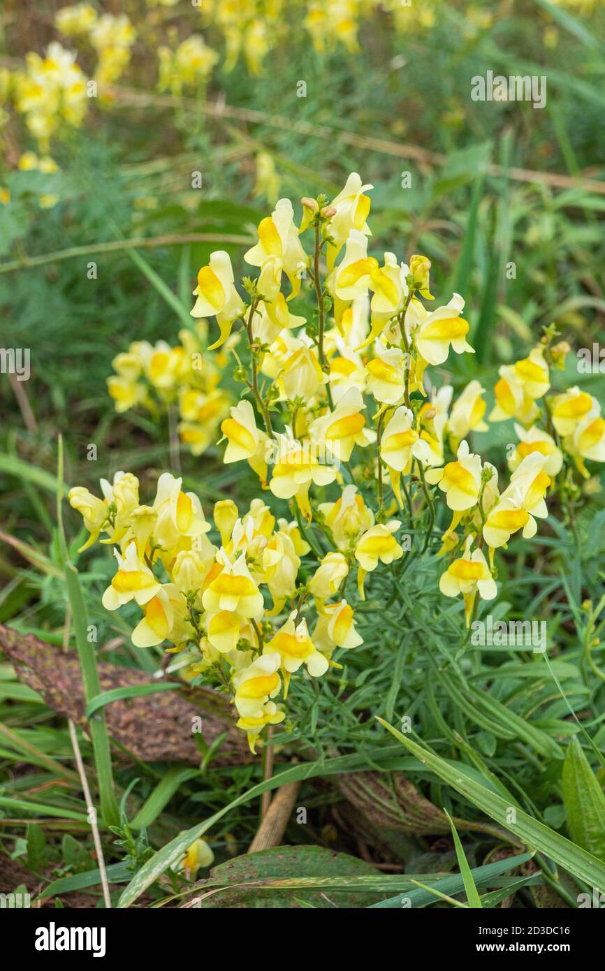 Yellow meadow flowers Stock Photo