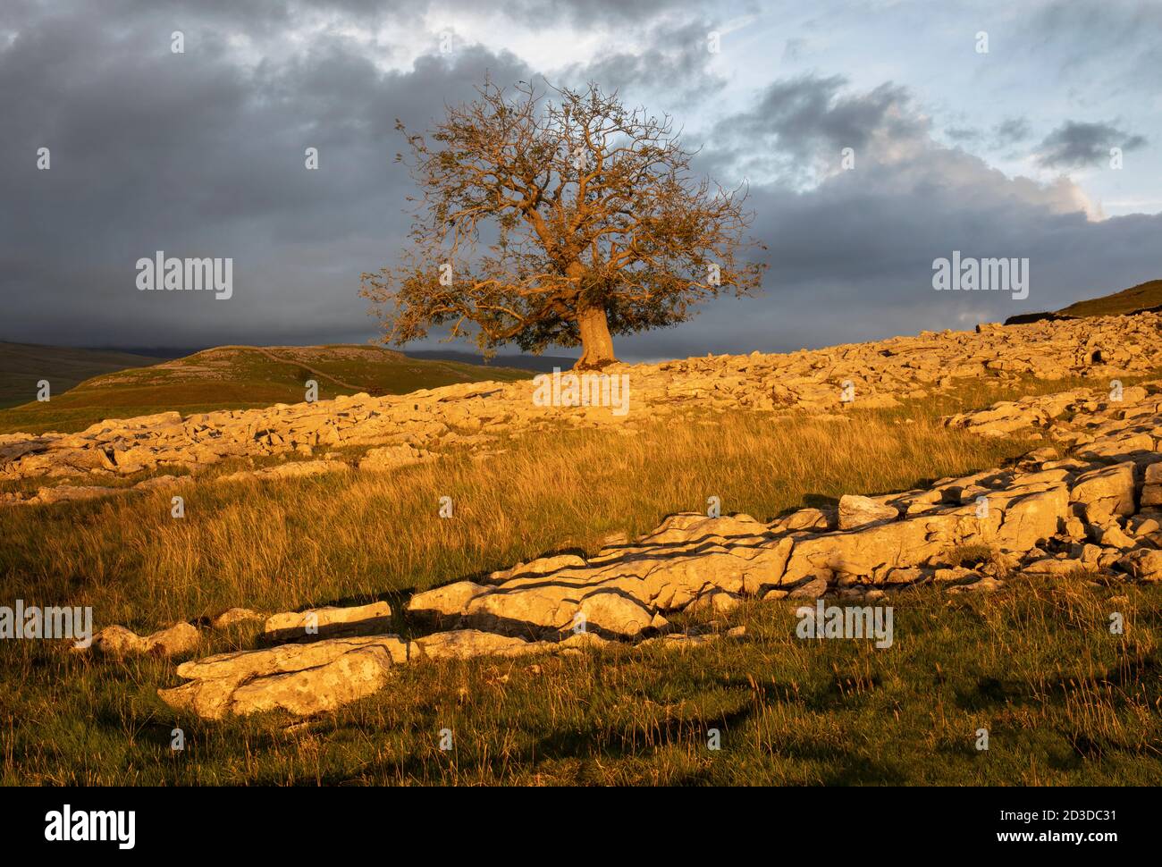 Gnarled Ash tree on Limestone Pavement at Pott Scar with view to Smearsett Copys, Feizor, North Yorkshire, Yorkshire Dales National Park. Summer (Sept Stock Photo