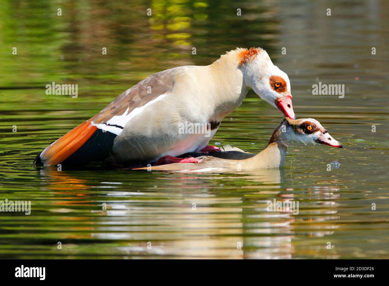 A pair of mating Egyptian geese photographed from a bird-hide in Cape Town. Stock Photo