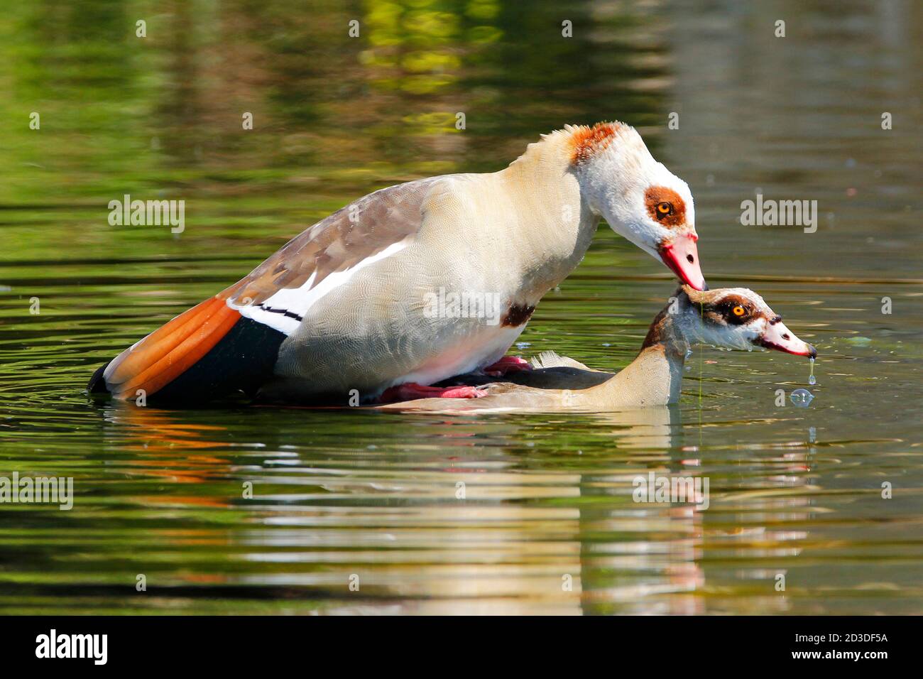 A pair of mating Egyptian geese photographed from a bird-hide in Cape Town. Stock Photo