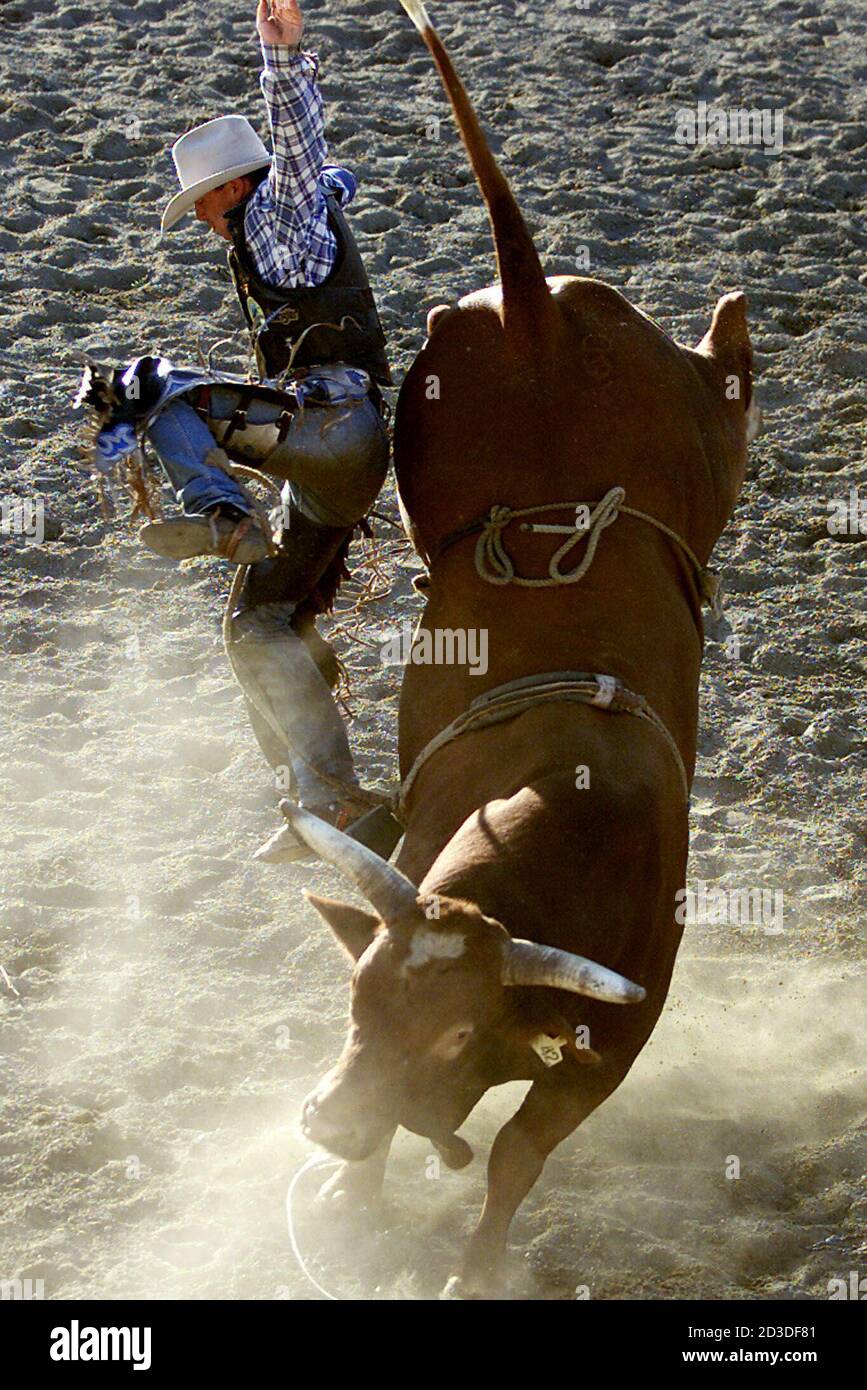 Cowboy Dean Black comes off his bull during competition in the rodeo
