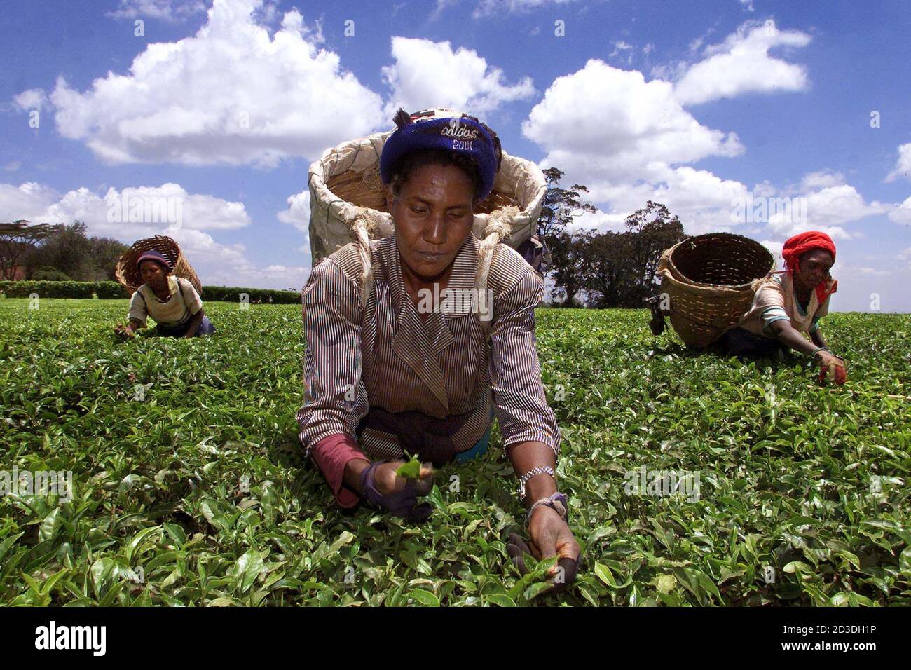 Kenyan highlands hires stock photography and images Alamy