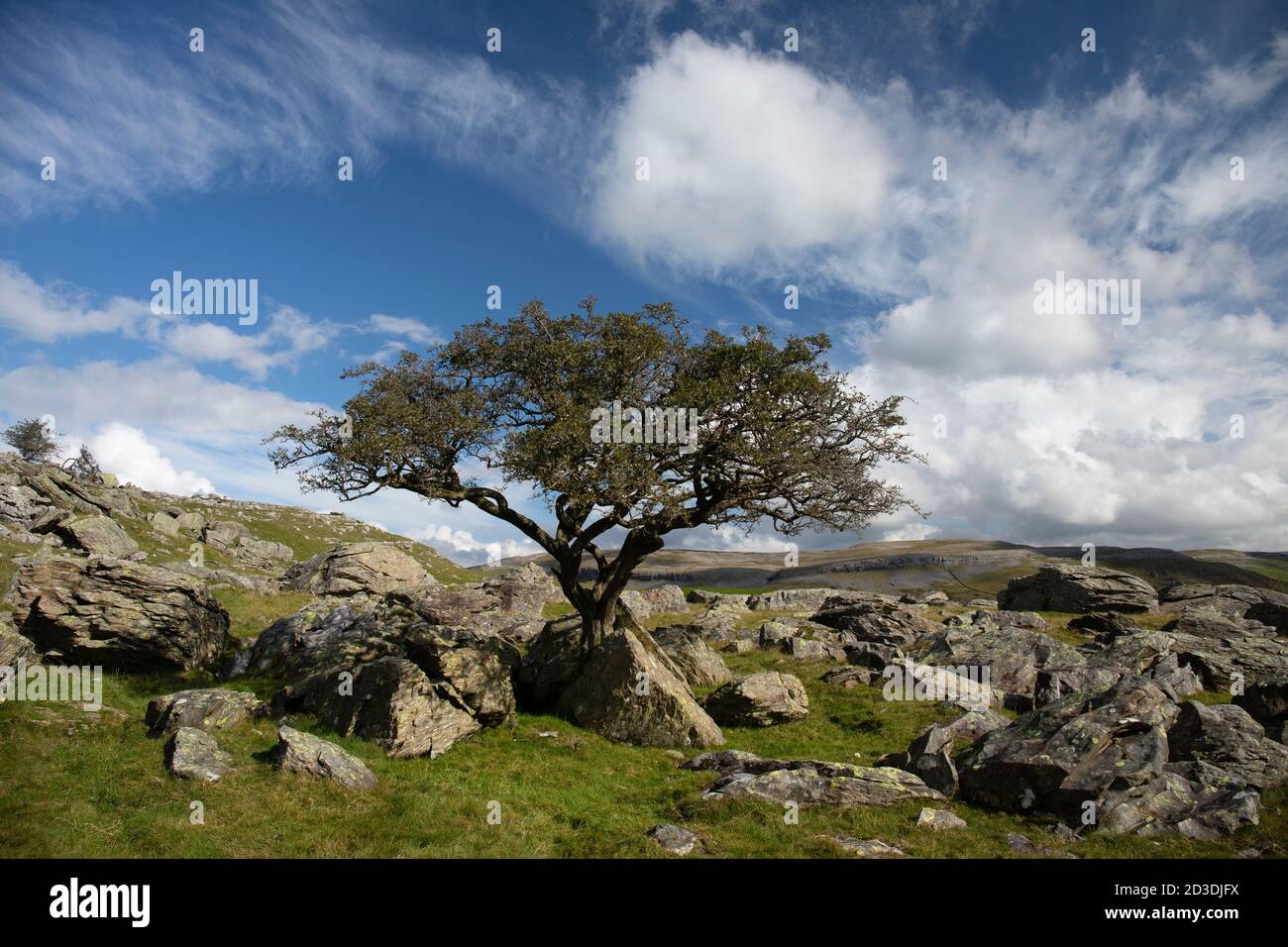 Lone Rowan or Mountain Ash and Erratic boulders at Norber Brow, above Austwick, Crummackdale, North Yorkshire, Yorkshire Dales National Park, UK. Stock Photo
