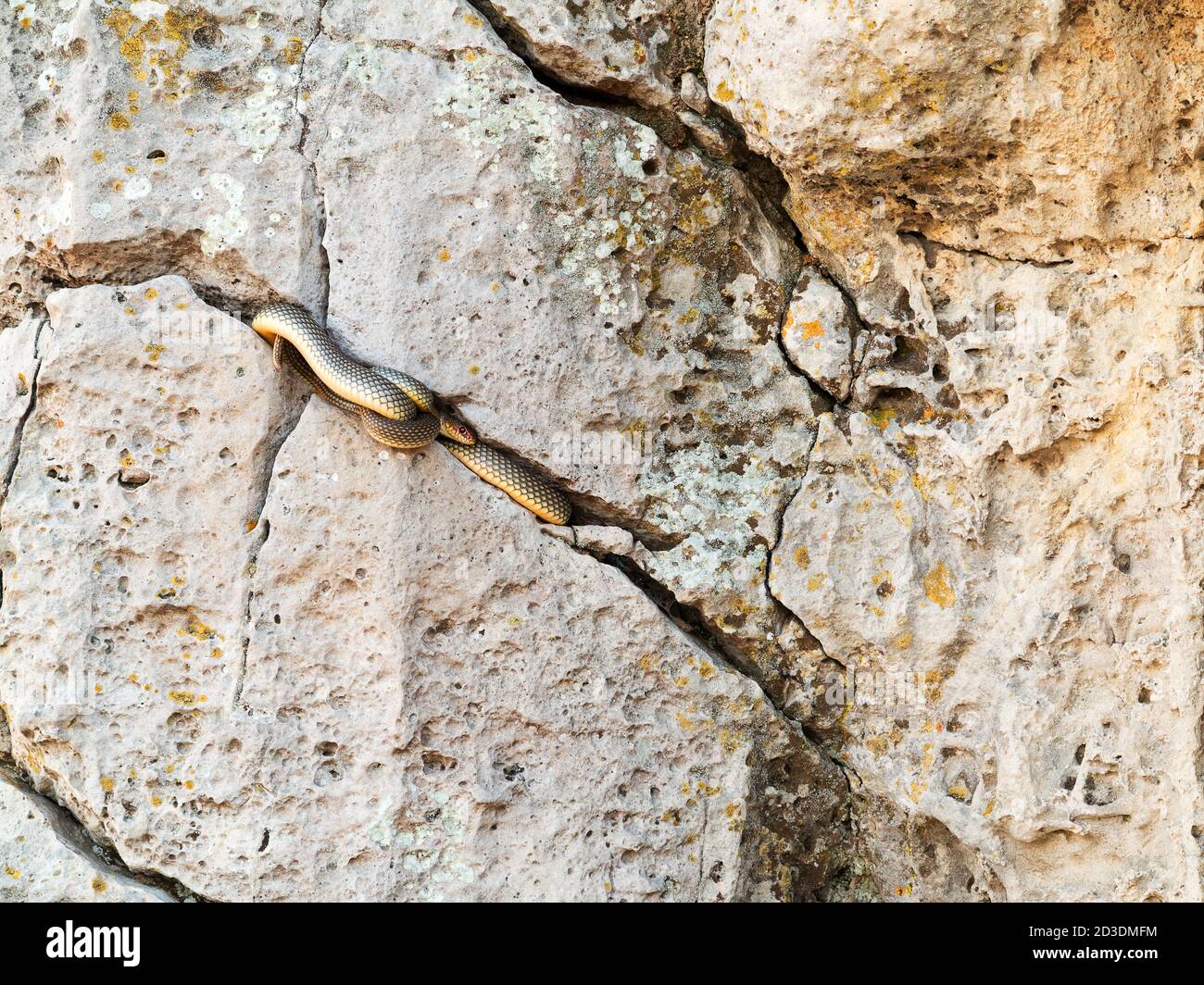 Sleeping snake in a huge stone crack Stock Photo