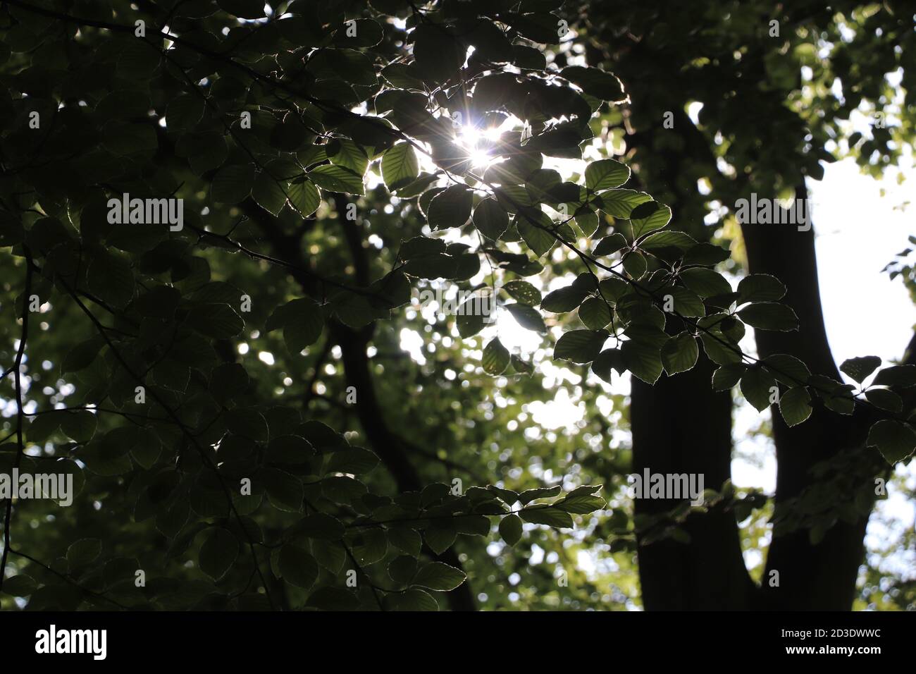 Tree and leaf sun light Stock Photo