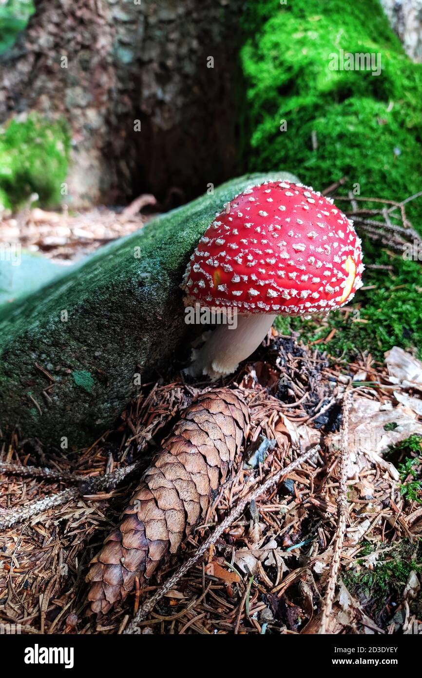 Closeup of red fly agaric mushroom, also known as fly amanita or amanita muscaria, and spruce cone in natural habitat on forest floor Stock Photo