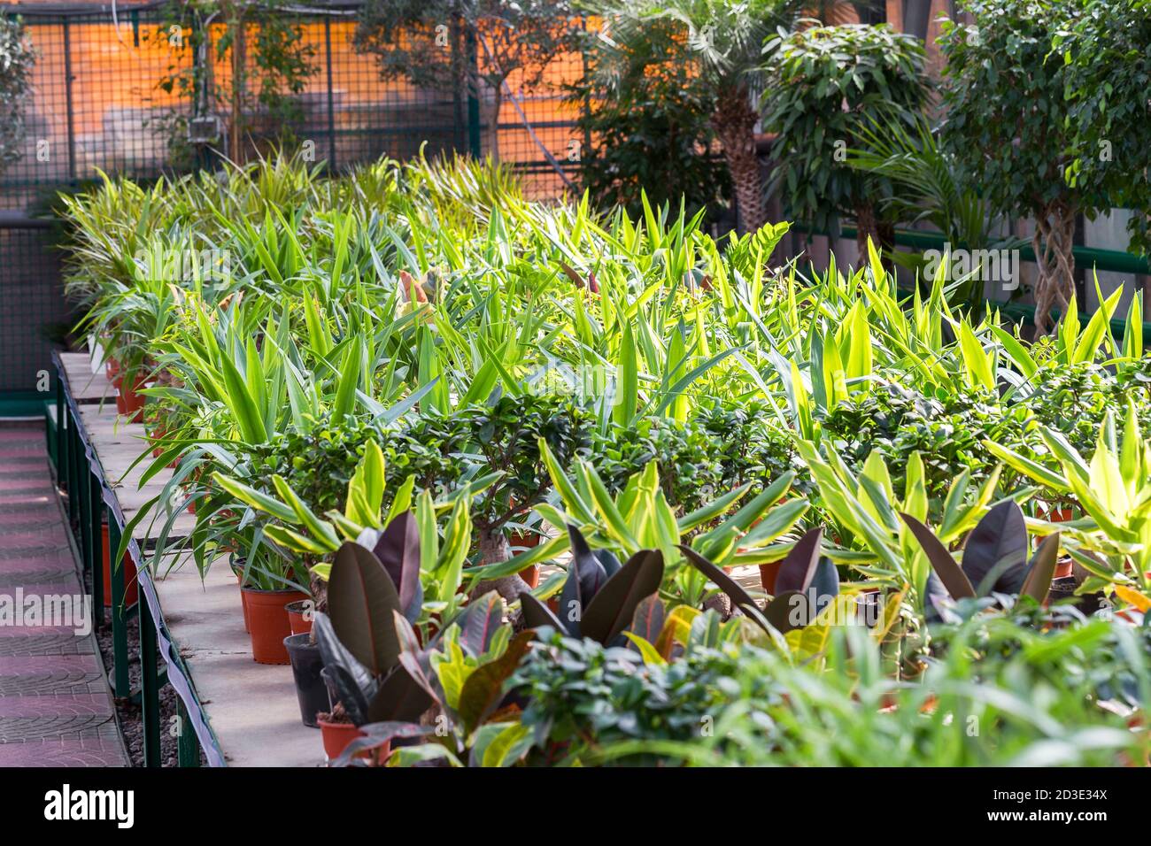 Flower nursery showing a large variety of flowers for sale Stock Photo Alamy