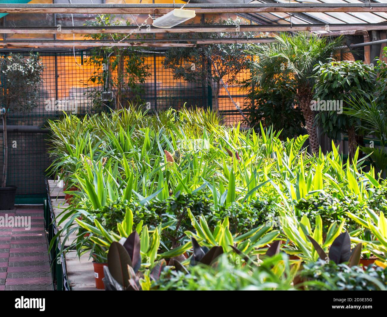 Flower nursery showing a large variety of flowers for sale Stock Photo