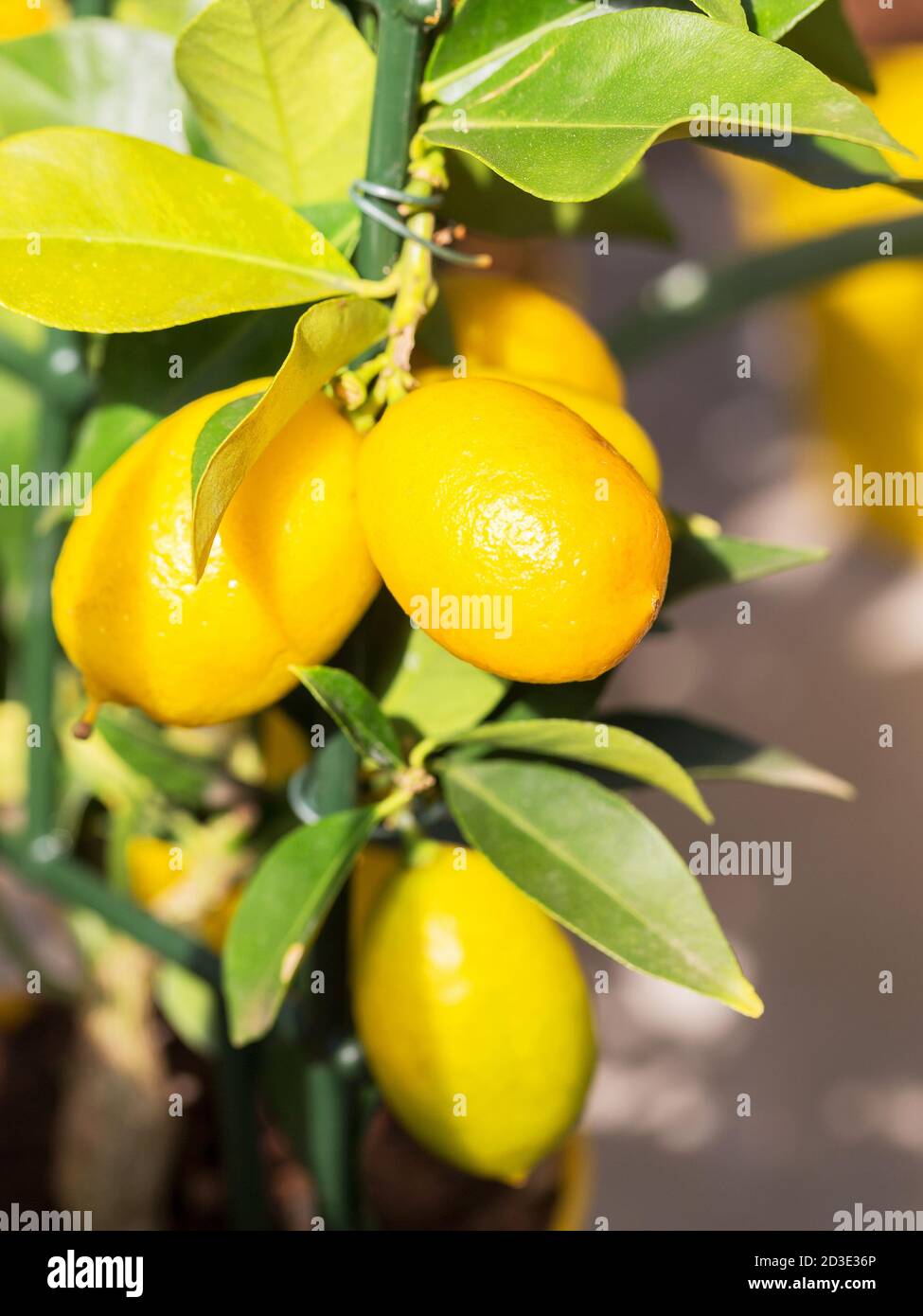 Lemon. Ripe Lemons hanging on a lemon tree. Growing Lemon Stock Photo ...
