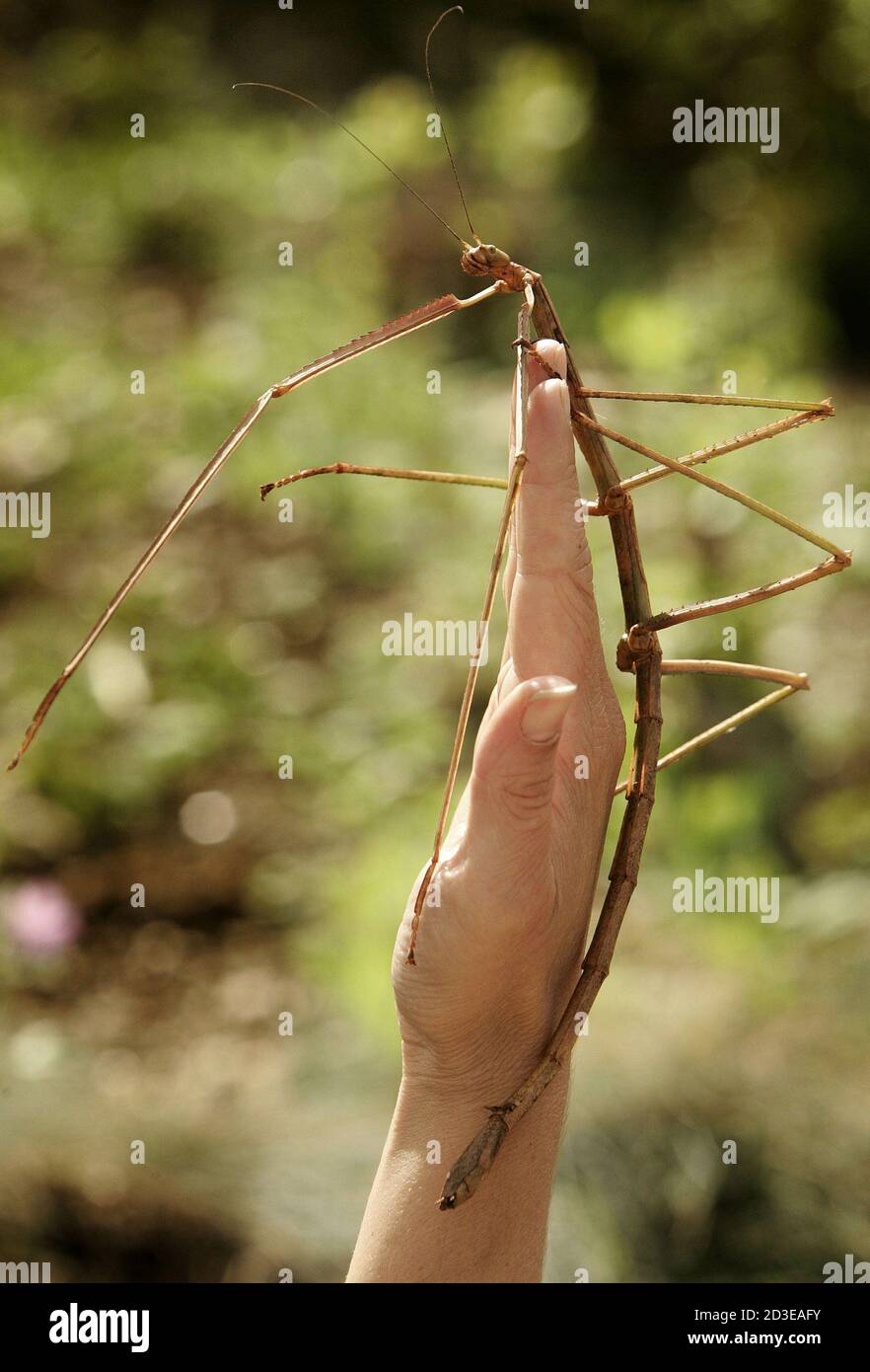 Malaysian giant stick insect hires stock photography and images Alamy