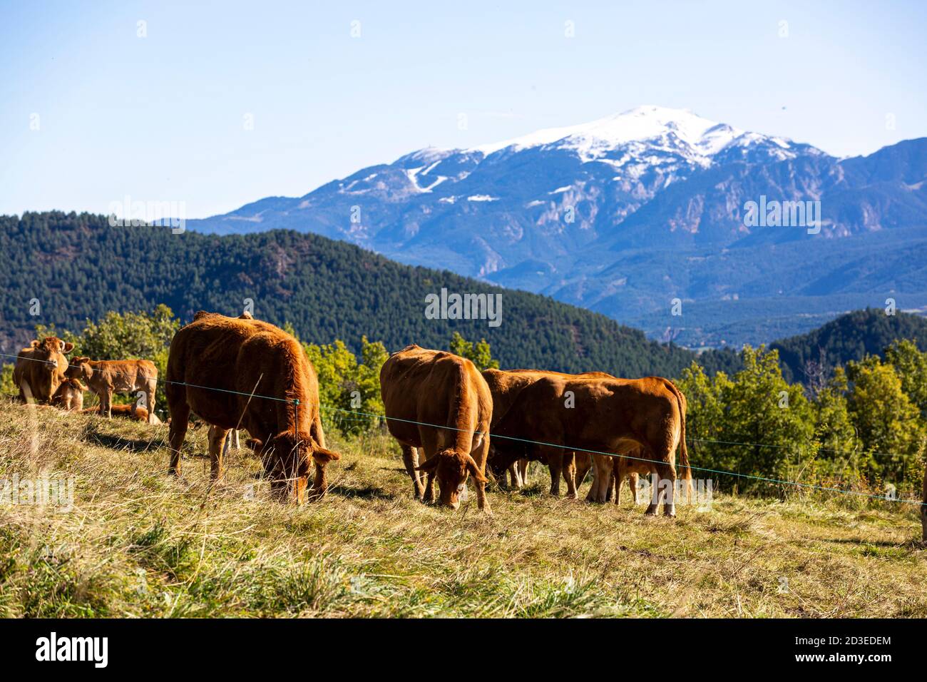 Cows in the Cerdanya. Stock Photo