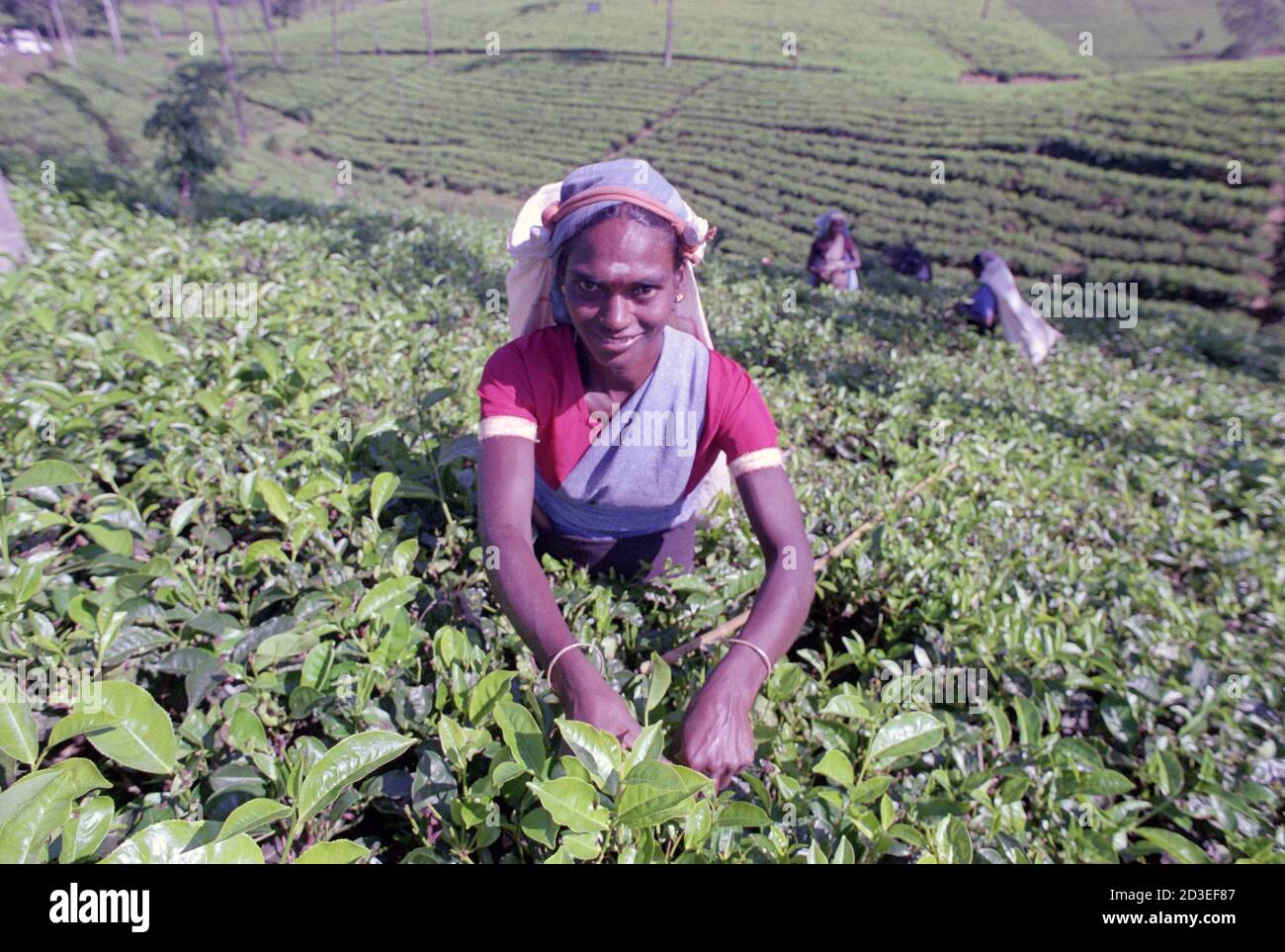 Tea picker  Sri Lanka Stock Photo
