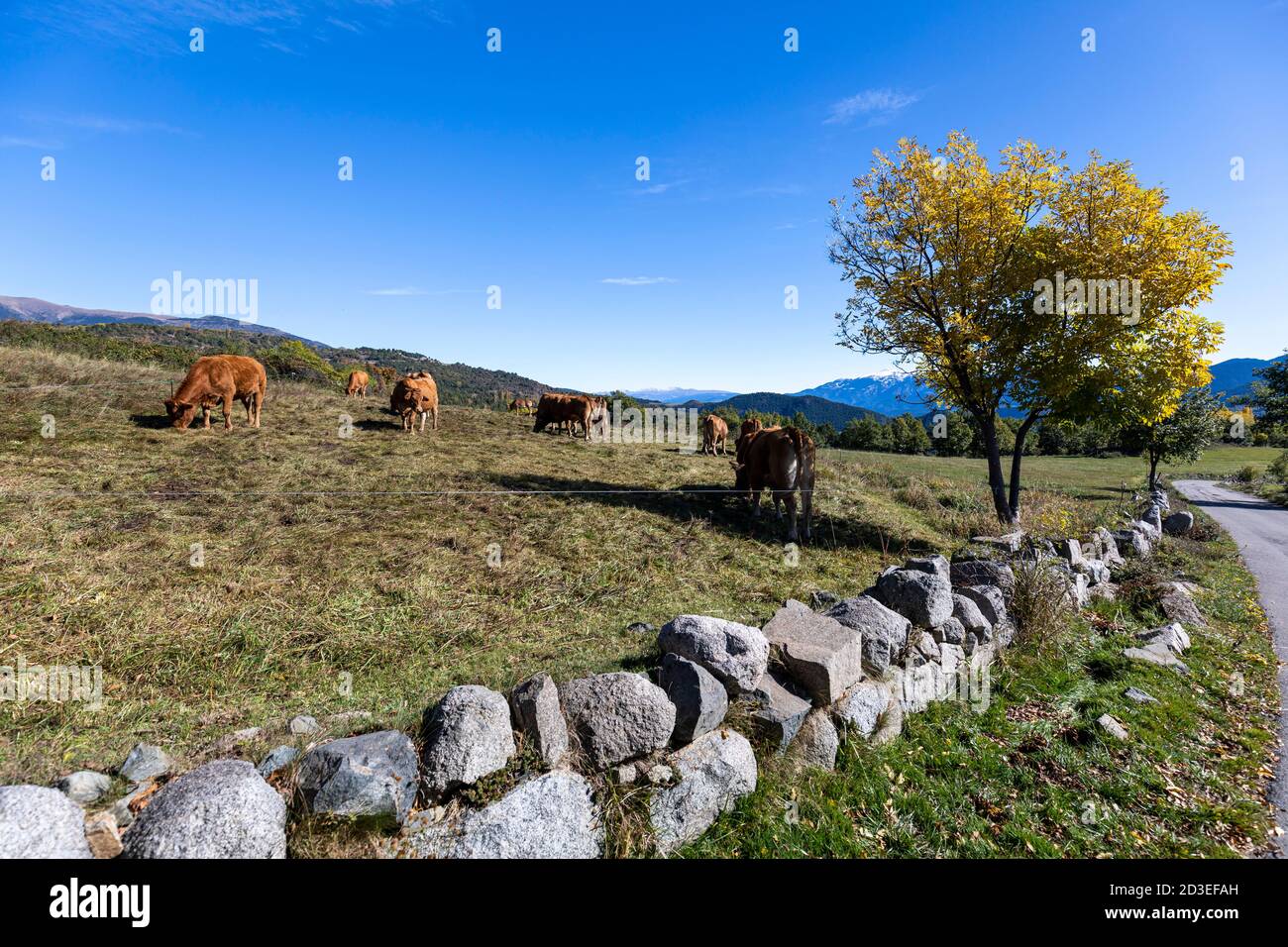 Cows in Cerdanya Mountains. Stock Photo