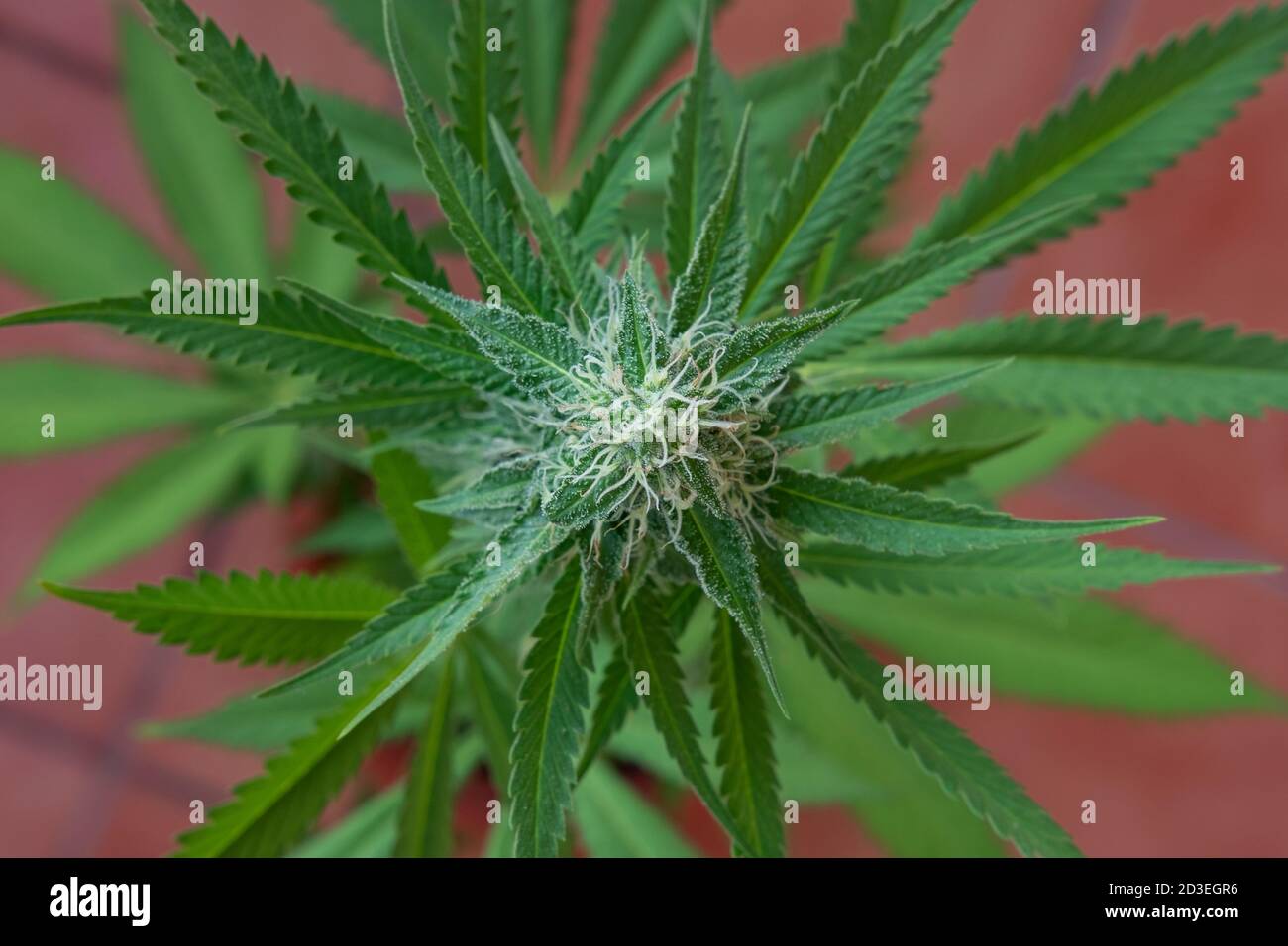 Thc Crystals Hi-res Stock Photography And Images - Alamy