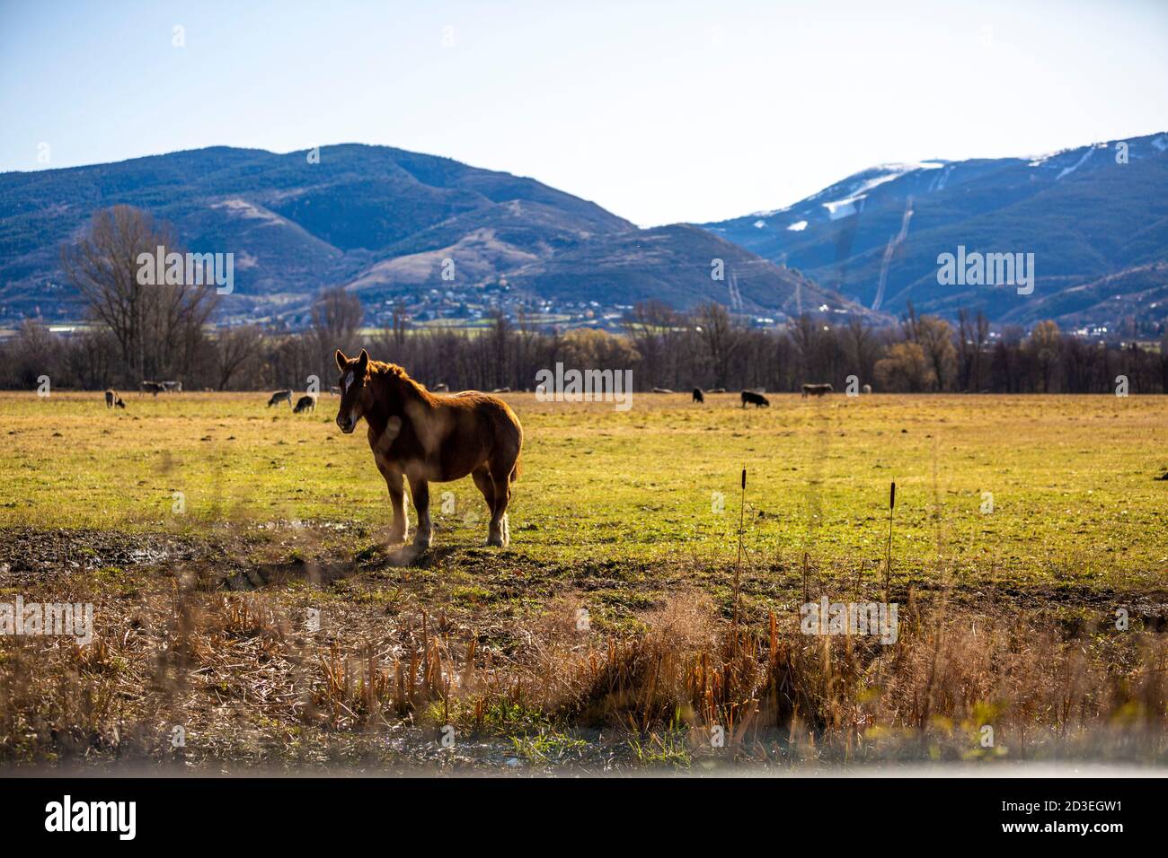 Horse in the Cerdanya Stock Photo