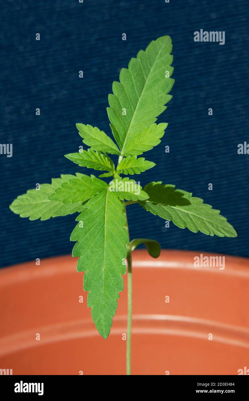 Young female cannabis plant also known as marijuana, grass or weed in a