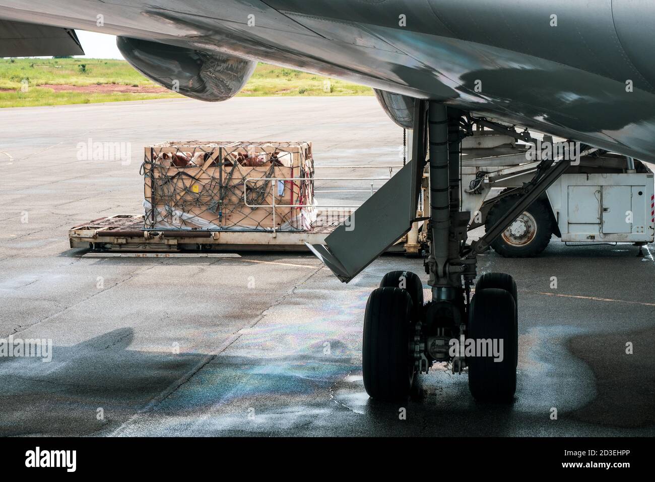 Livestock in wooden boxes secured by nettings being offloaded by a high-loader from the lower cargo hold of a Jumbo Jet Stock Photo