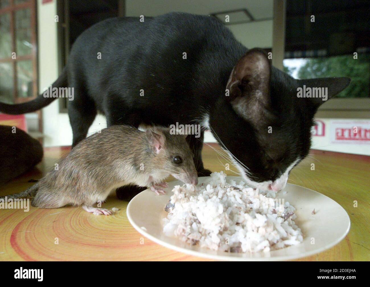 Girl Swallows Mice