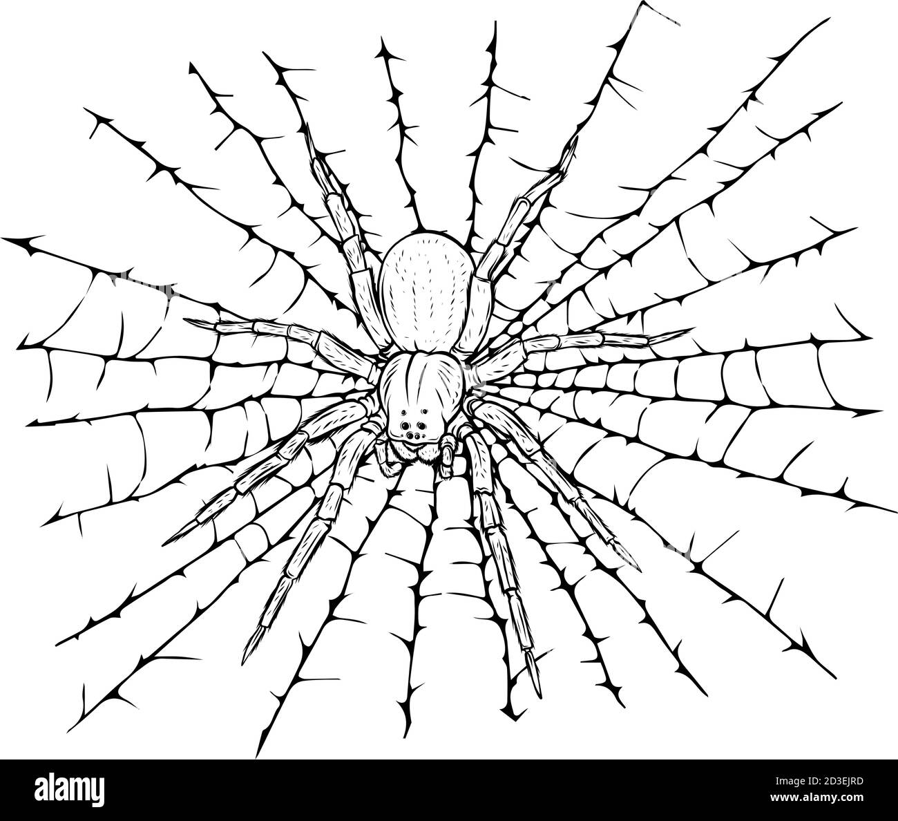 Black spider and torn web. Scary spiderweb of halloween symbol. Stock Vector