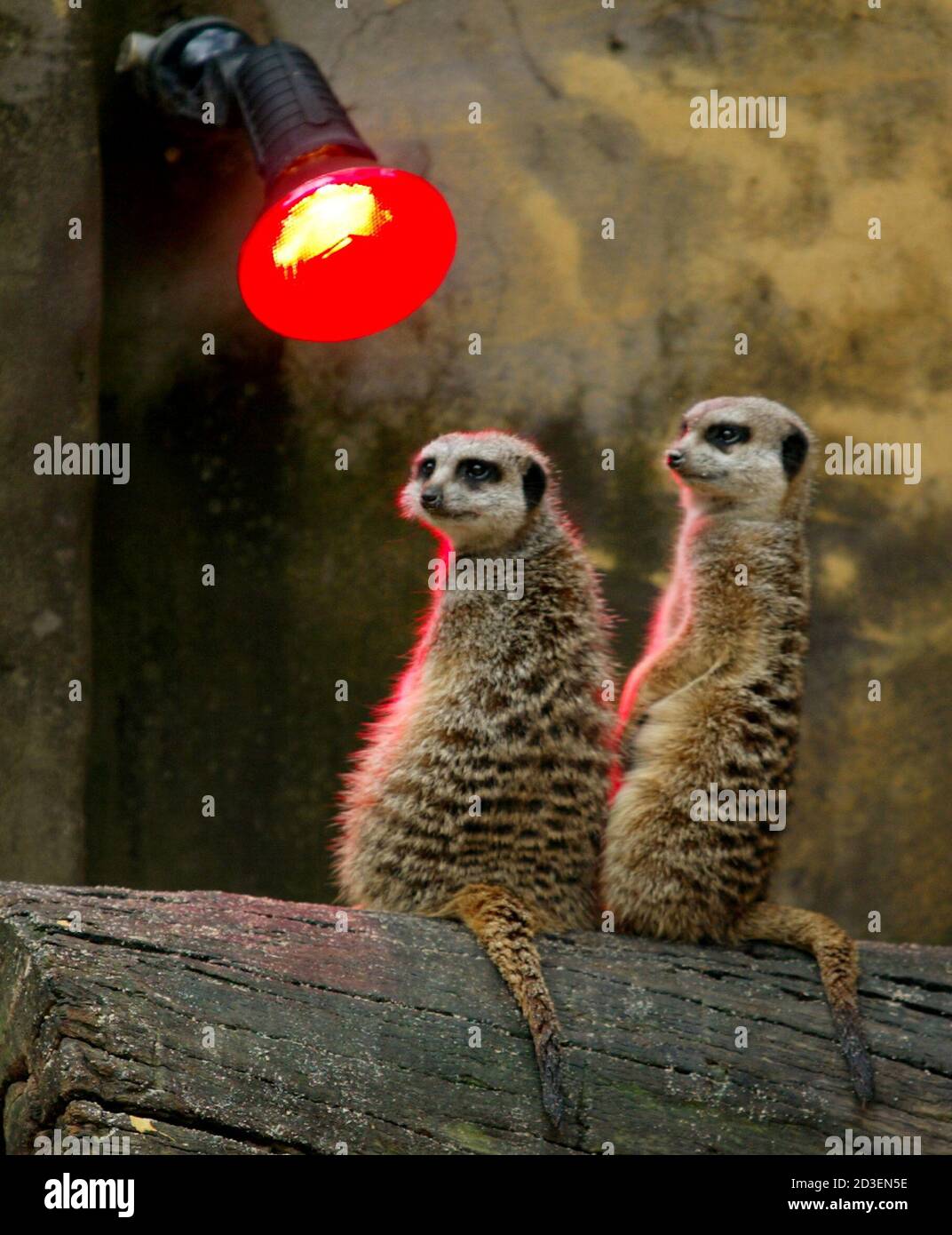 Meerkats heat lamp hires stock photography and images Alamy