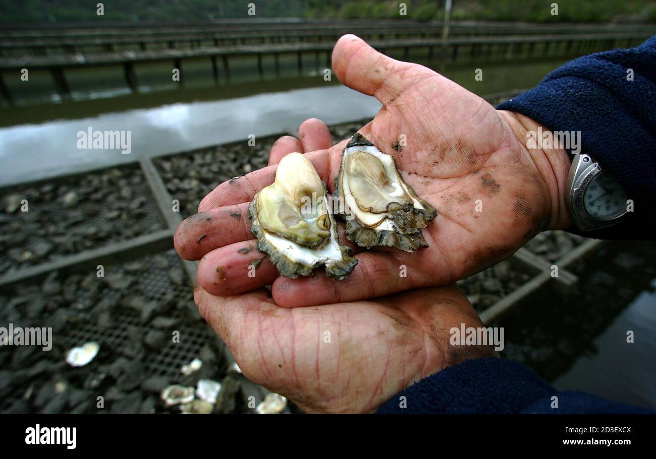 Third generation oyster farmer Rob Moxham compares a plump, healthy oyster  (L) to one that is affected by QX parasite at his farm on the Hawkesbury  River, about 45 km (28 miles)