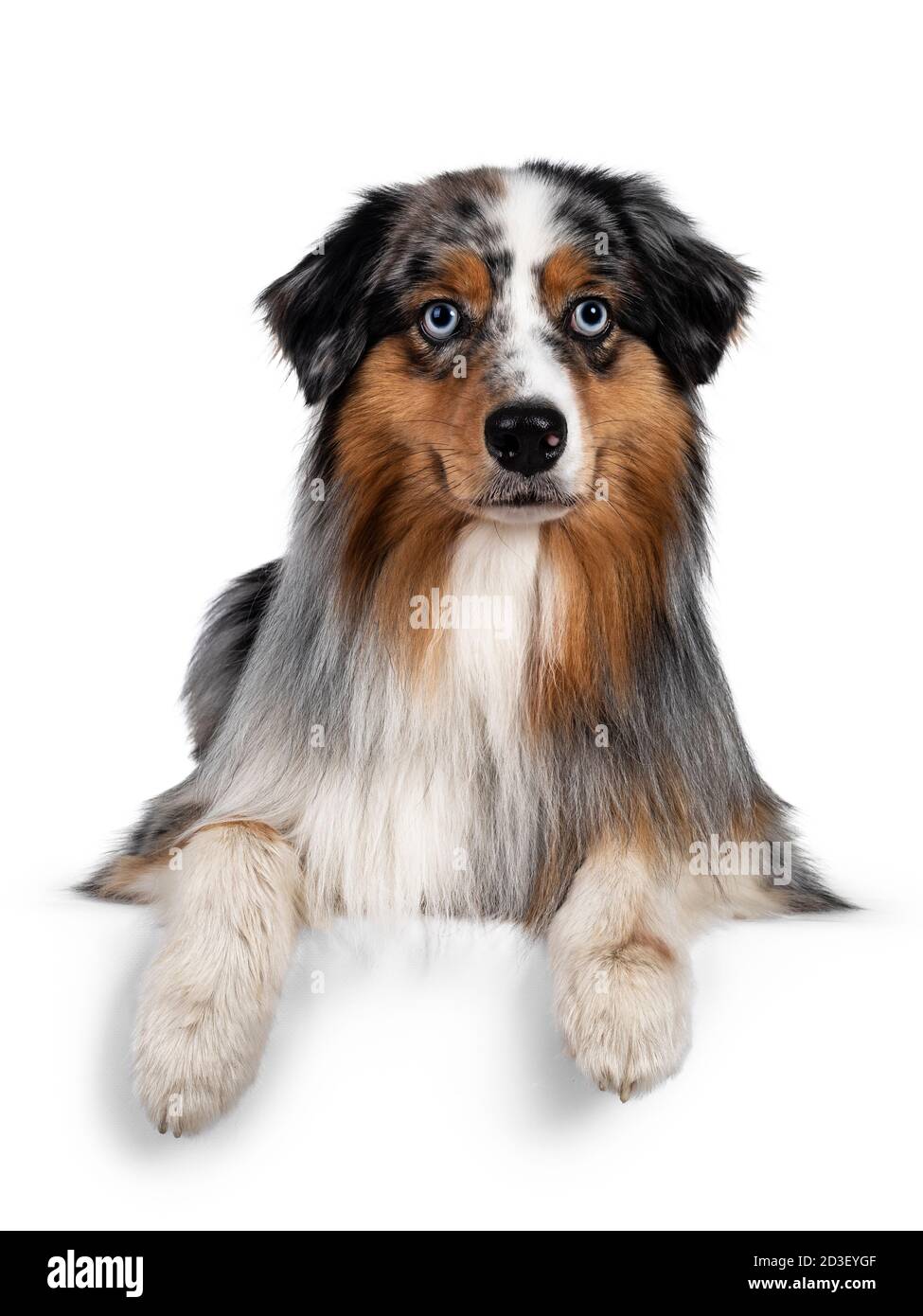 Gorgeous Australian Shepherd dog, laying down with front paws over edge ...