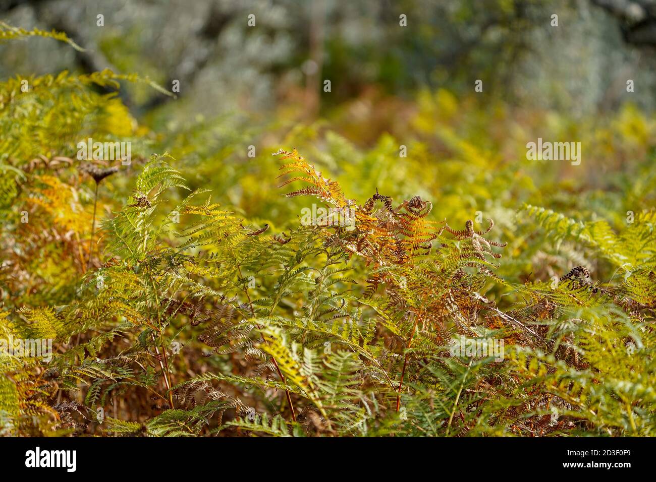 Close up of Eagle fern, Pteridium aquilinum, in autumn, Andalusia, Spain. Stock Photo
