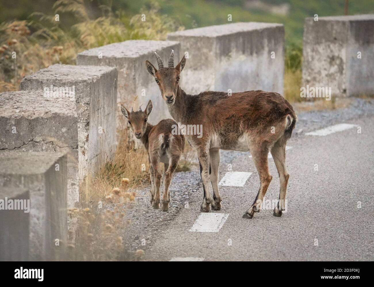 Spanish ibex, Spanish wild goat, or Iberian wild goat (Capra pyrenaica), with young, crossing a mountain road, Andalucia, Spain. Stock Photo