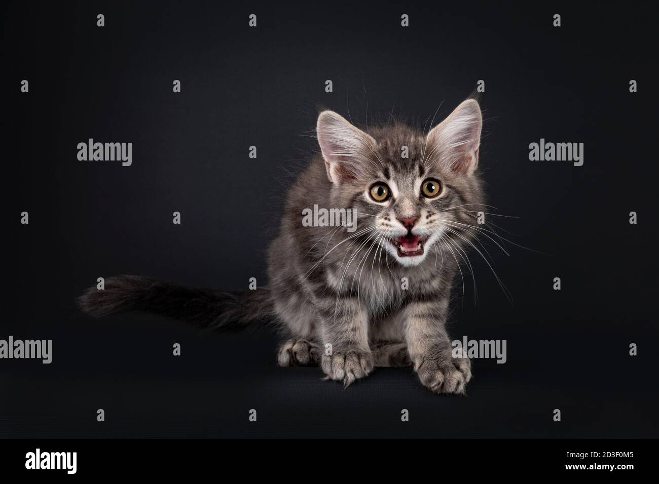 Blue tabby Maine Coon cat kitten, sitting on edge. Mouth open, making