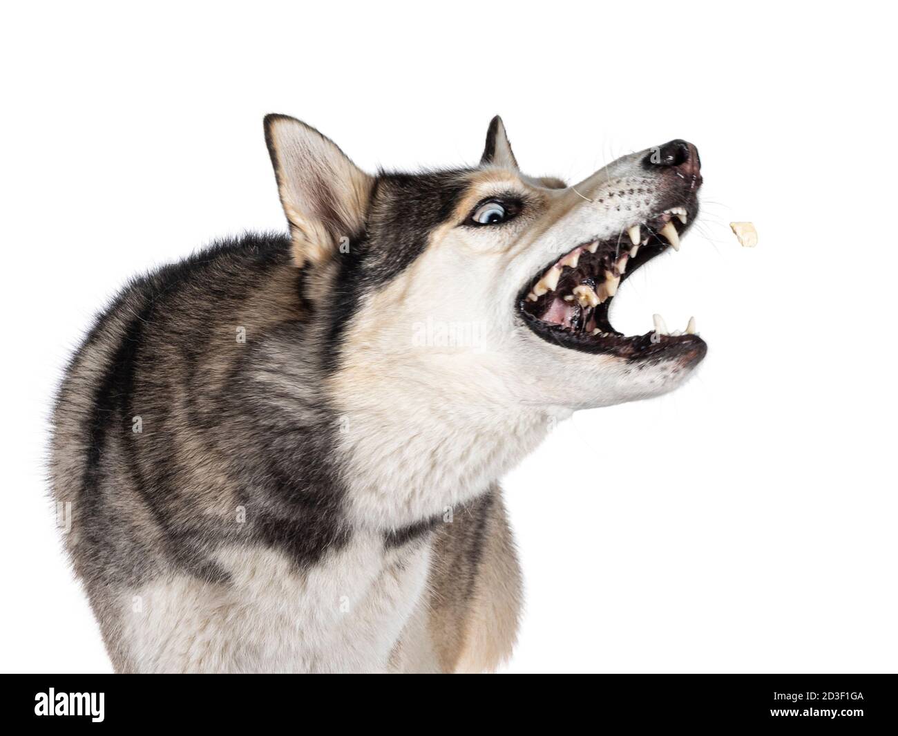 Head shot of beautiful young adult Husky dog, catching treat out of air