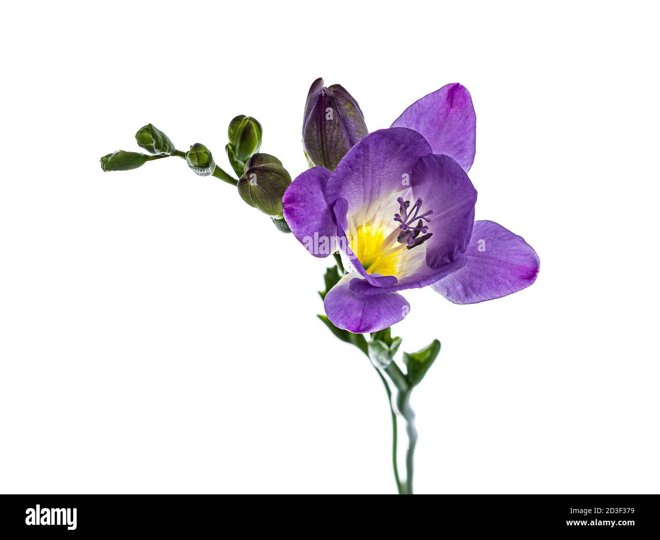 Purple freesia flower garden Cut Out Stock Images & Pictures - Alamy